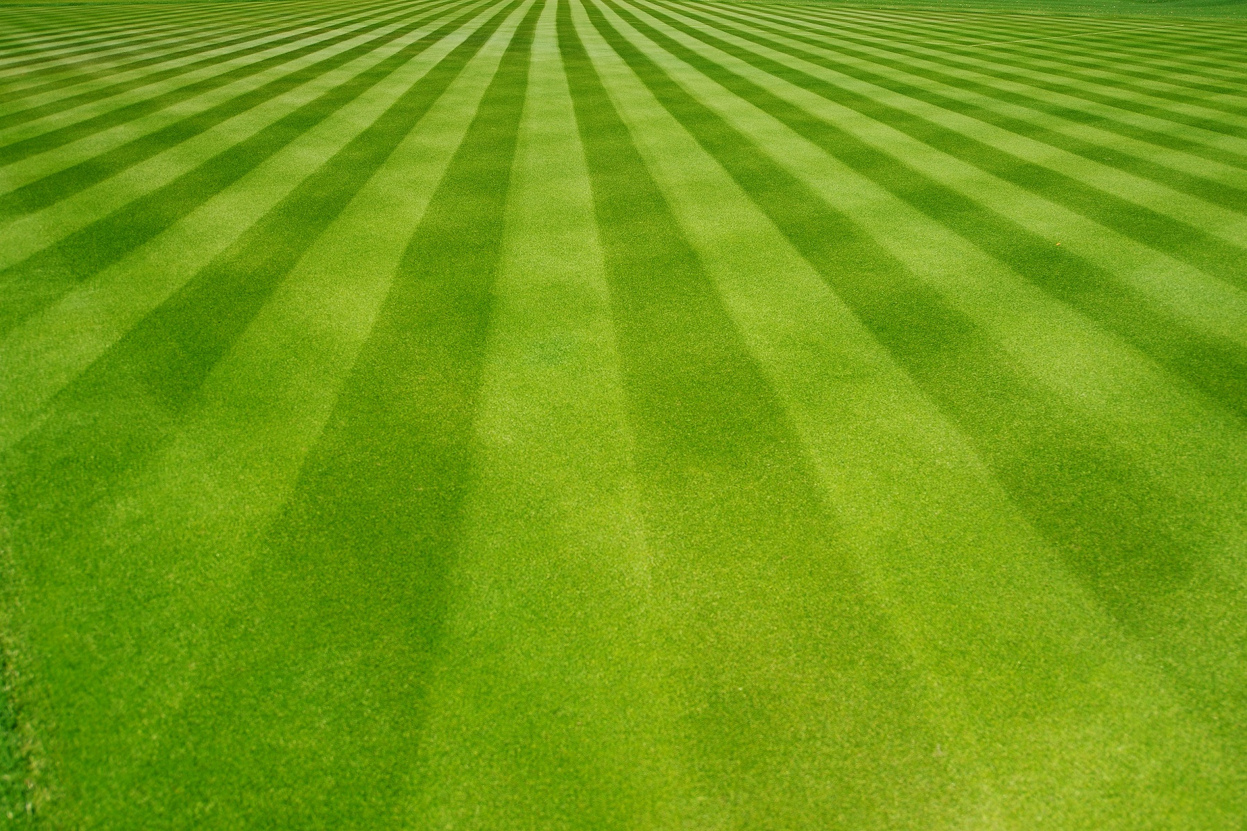 Freshly mowed lawn with crisp stripes