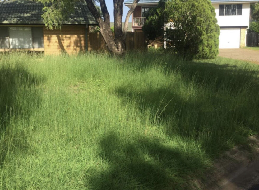 Overgrown yard before lawn care service
