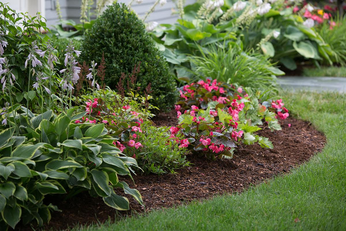 Fresh mulch garden bed with plants