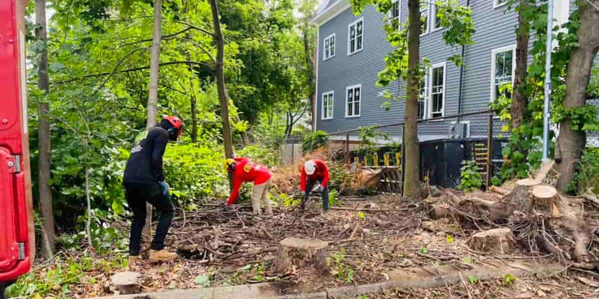 Yard being cleaned up after a storm